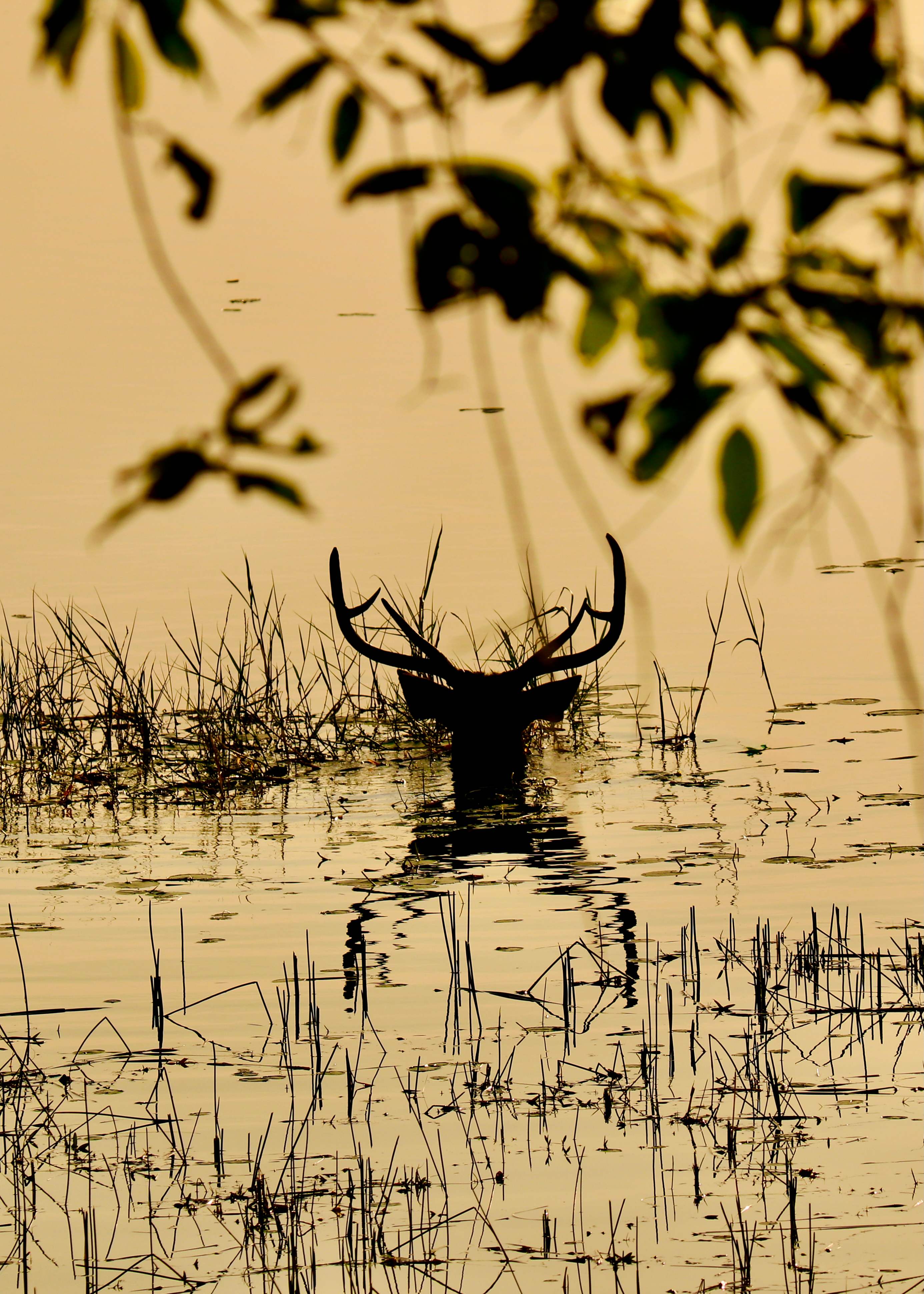 Dramatic silhouette of deer with antlers in golden water among reeds - Breath of Earth wildlife photography