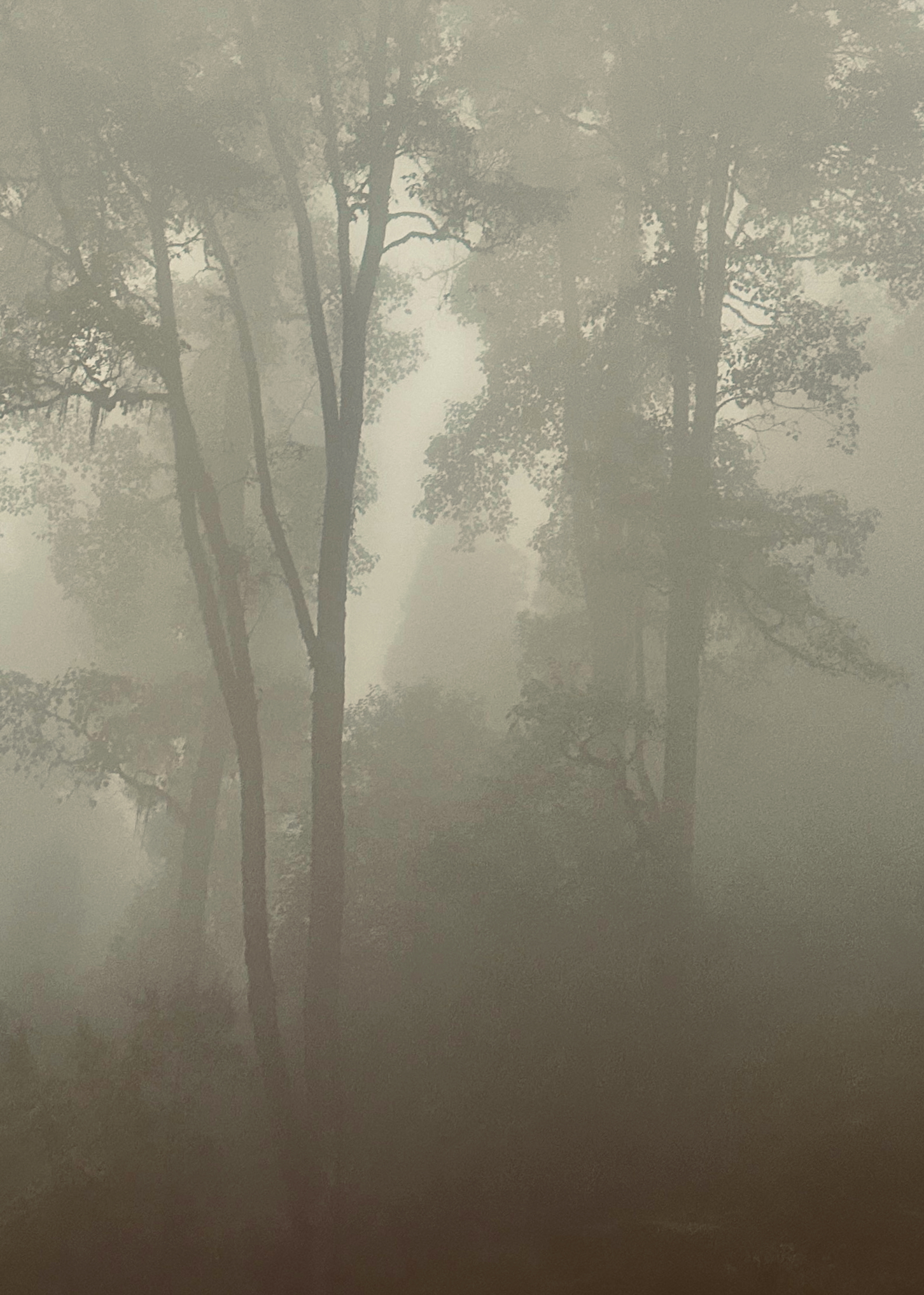 Misty forest with trees silhouetted in atmospheric fog - atmospheric forest photography