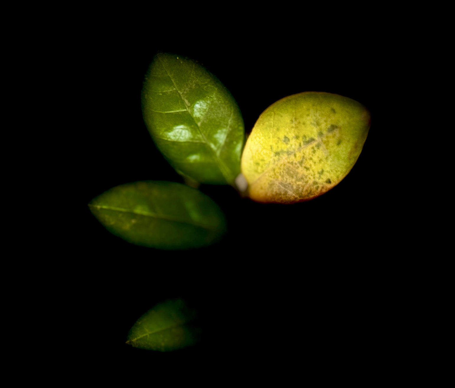 Intimate macro of plant leaves with golden flower against black background - botanical photography