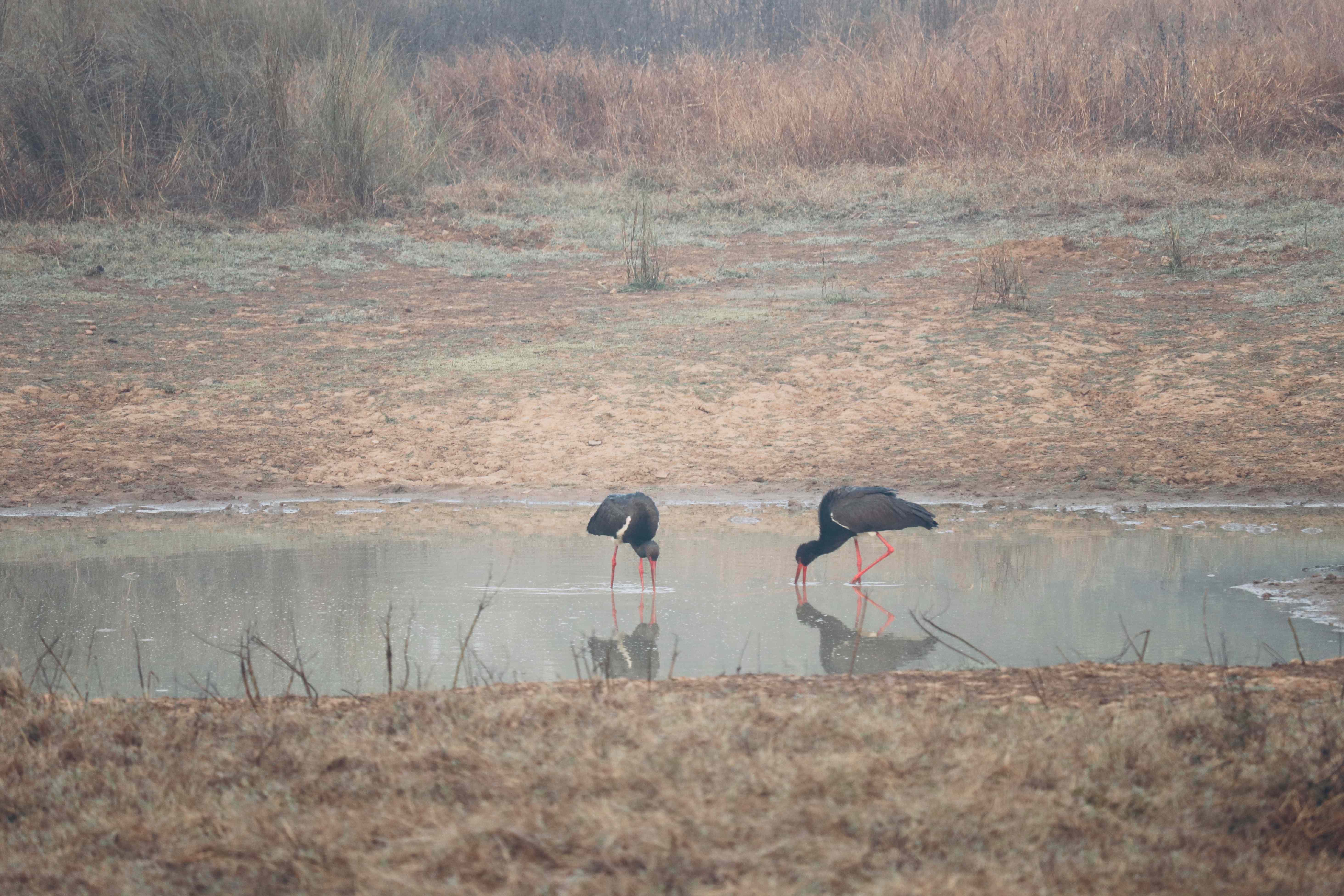 Two wading birds with red legs feeding in shallow water - bird photography