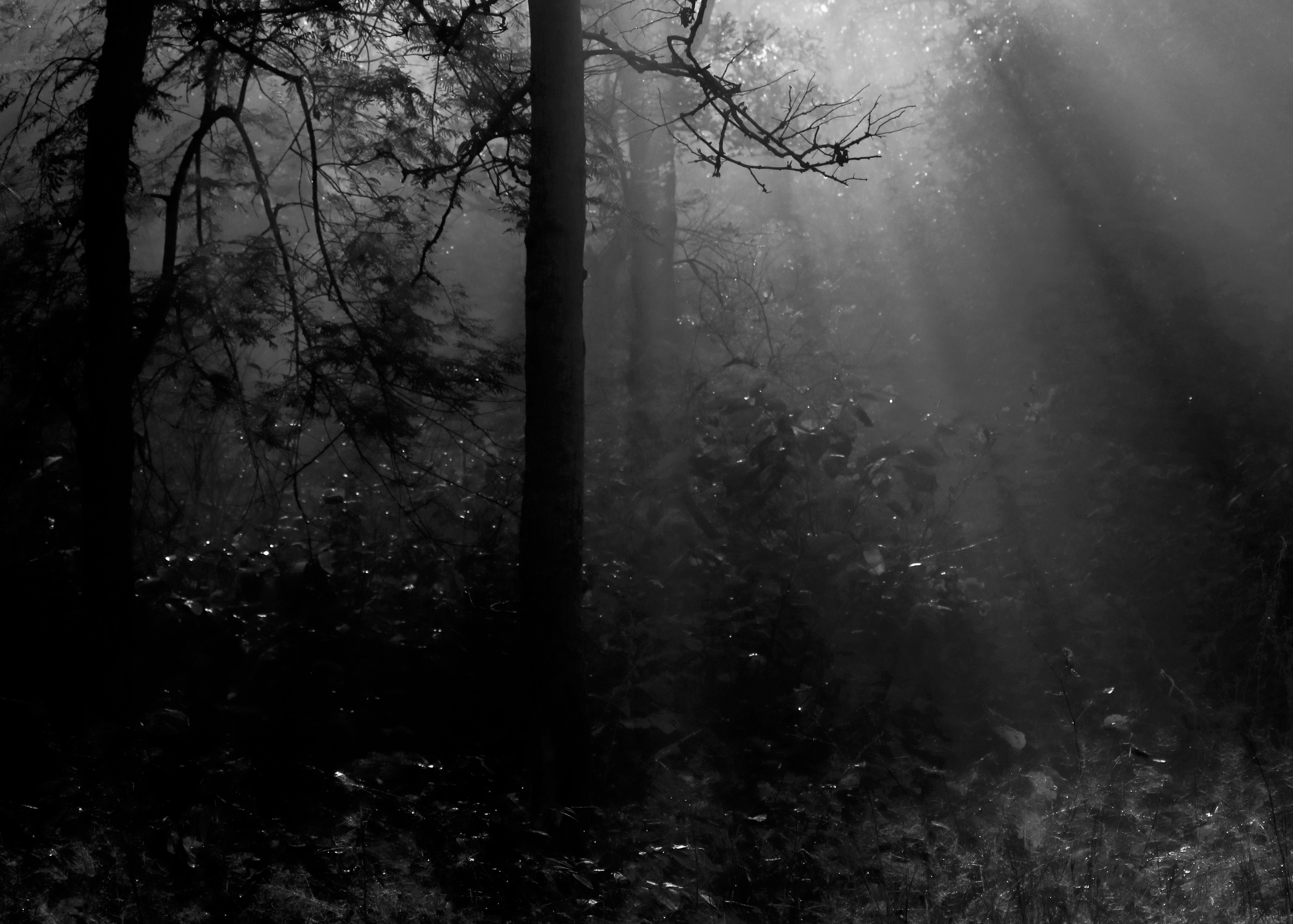 Dramatic black and white forest with light filtering through trees - forest photography