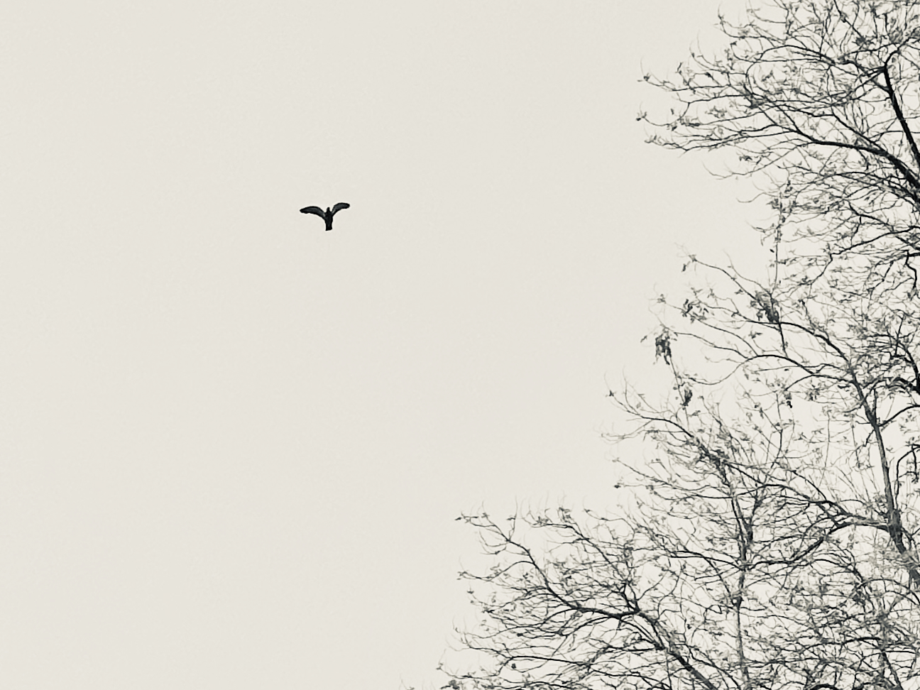 Single bird in flight against pale sky with bare tree branches - Small is beautiful minimalist bird photography series