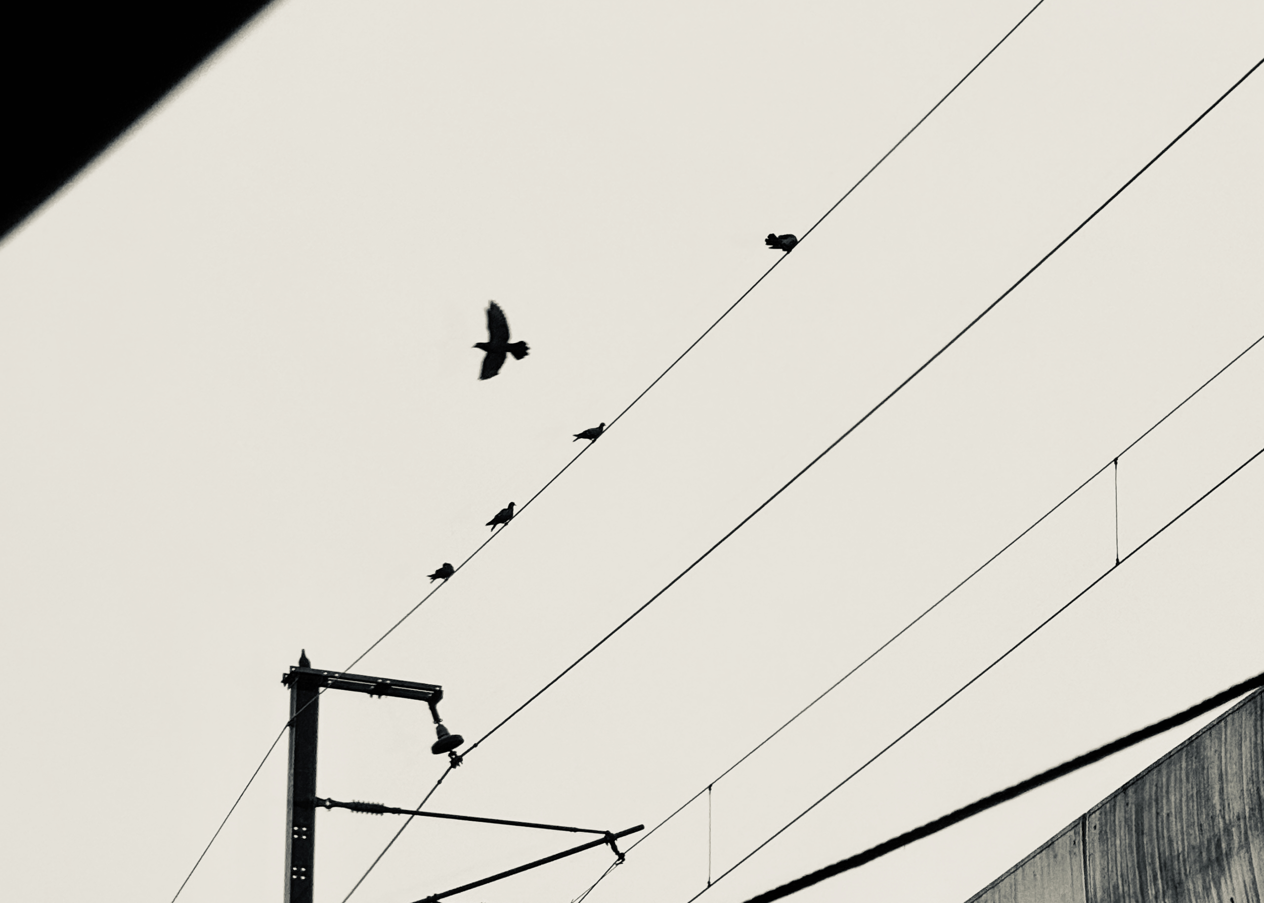 Birds perched on power lines with electrical infrastructure and one bird in flight - urban wildlife photography