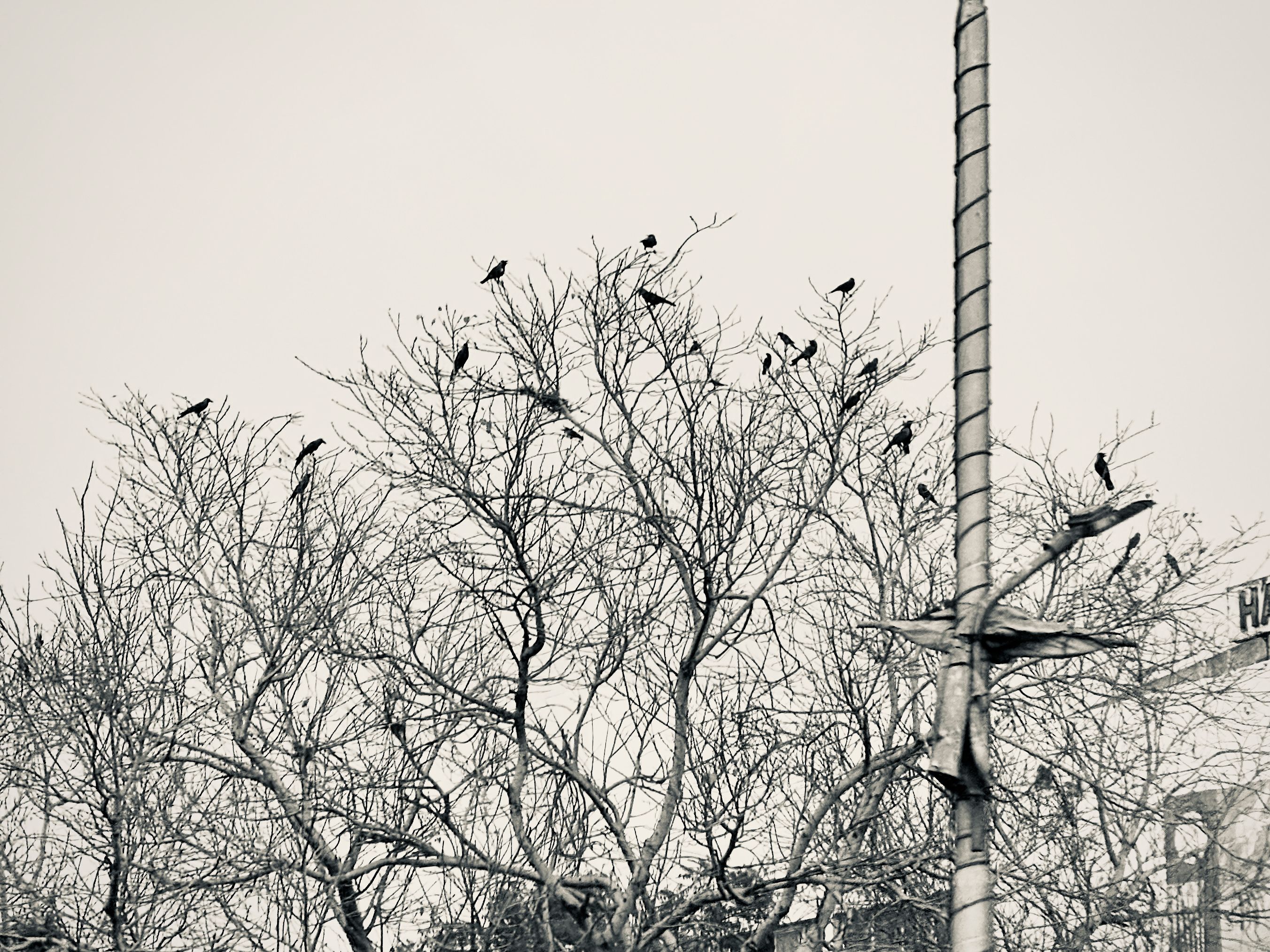 Many birds scattered throughout bare winter trees with electrical pole - wildlife photography in urban setting