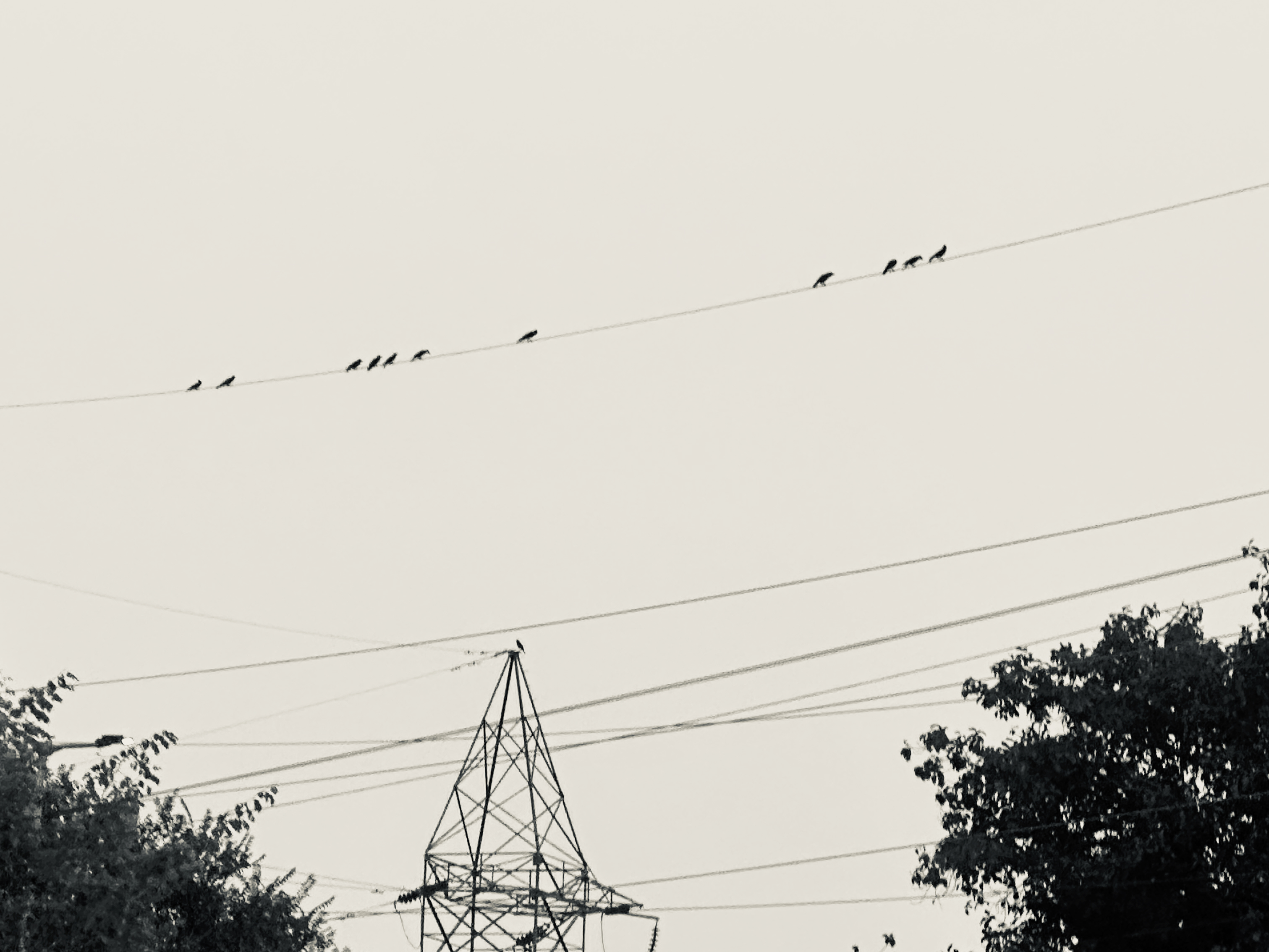 Birds perched on power lines with electrical transmission tower and trees - birds on power lines photography