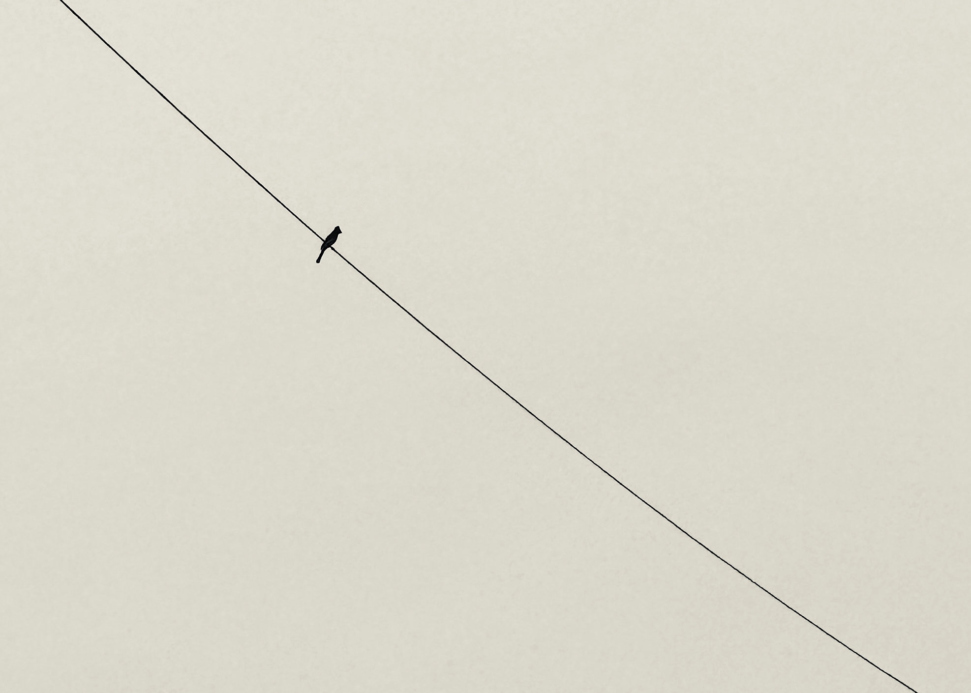 Single bird perched on diagonal power line against pale sky - minimalist composition photography
